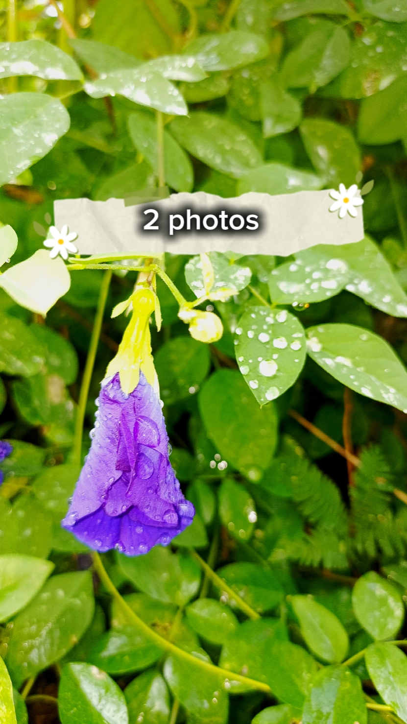 2 fotos 