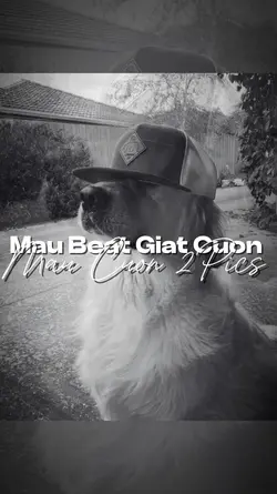MẪU BEAT GIẬT CUỐN 