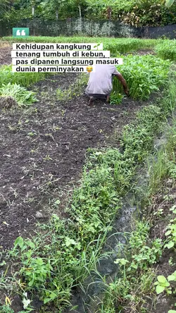 Kangkung yg malang