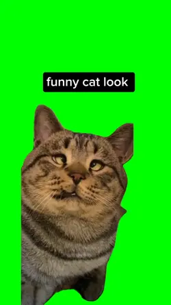Funny cat look 