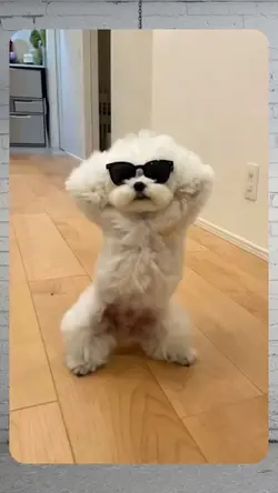 dancing puppy trend