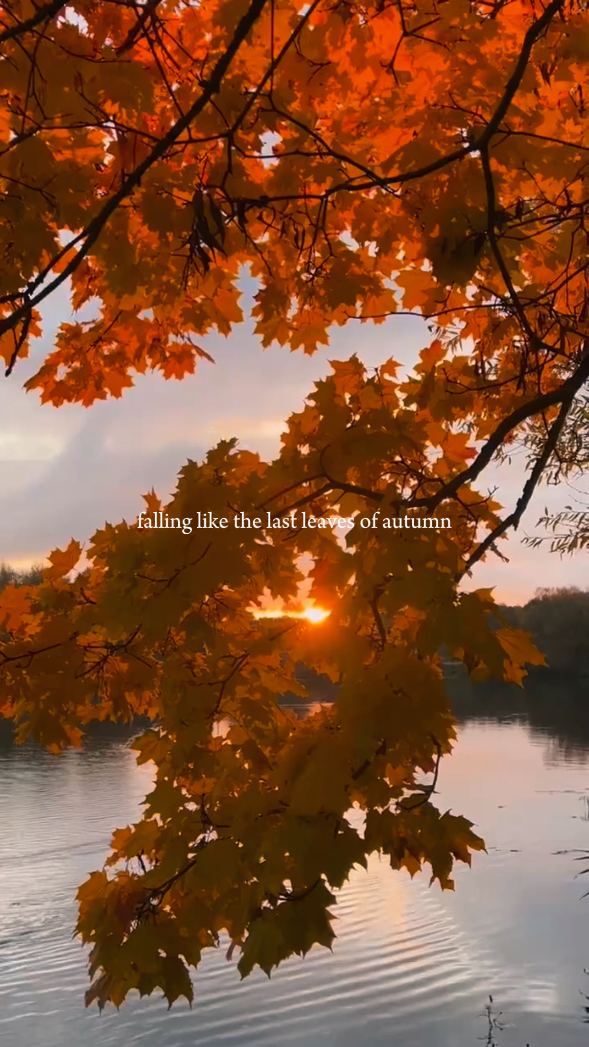 dernières feuilles d'automne
