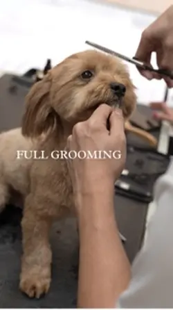 Full grooming 