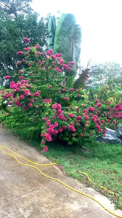 Đếm từng thời gian t