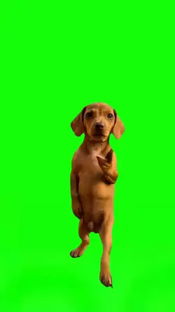 Dancing Dog