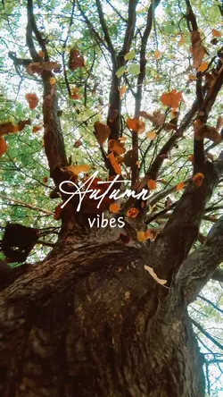 Autumn vibes