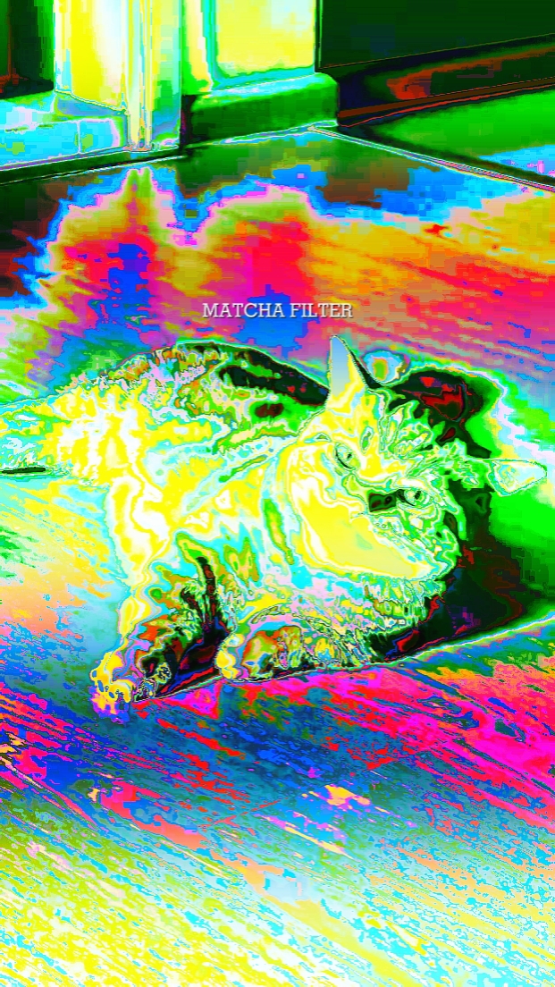 MATCHA PET FILTER