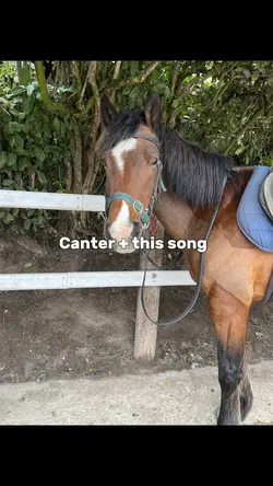 Canter + this song 