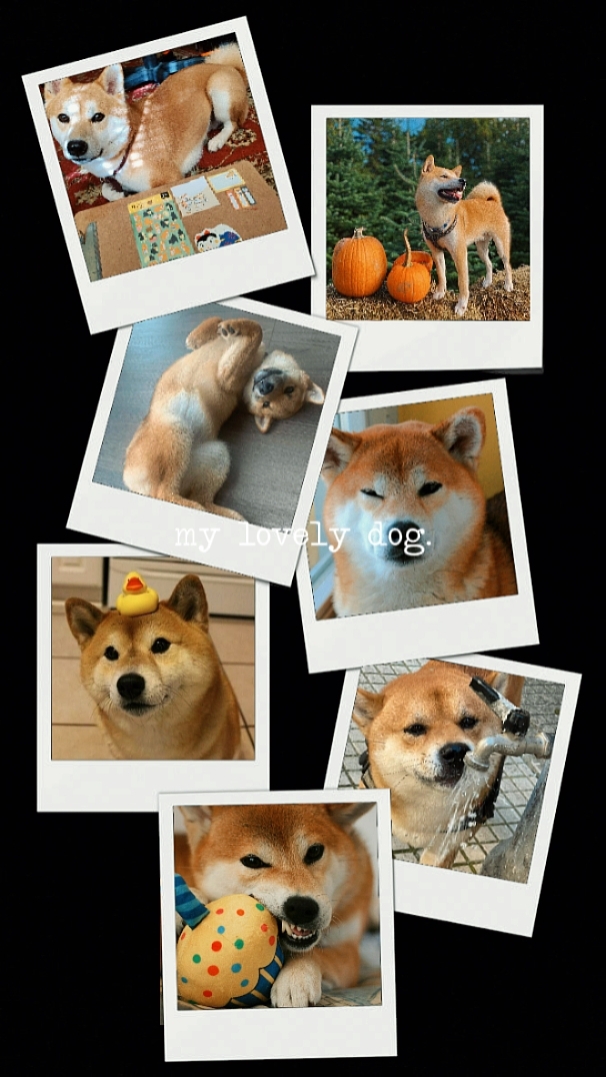 Lovely Dog