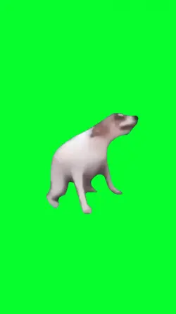 funny dog dance