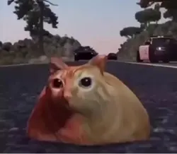 Cat zooming 