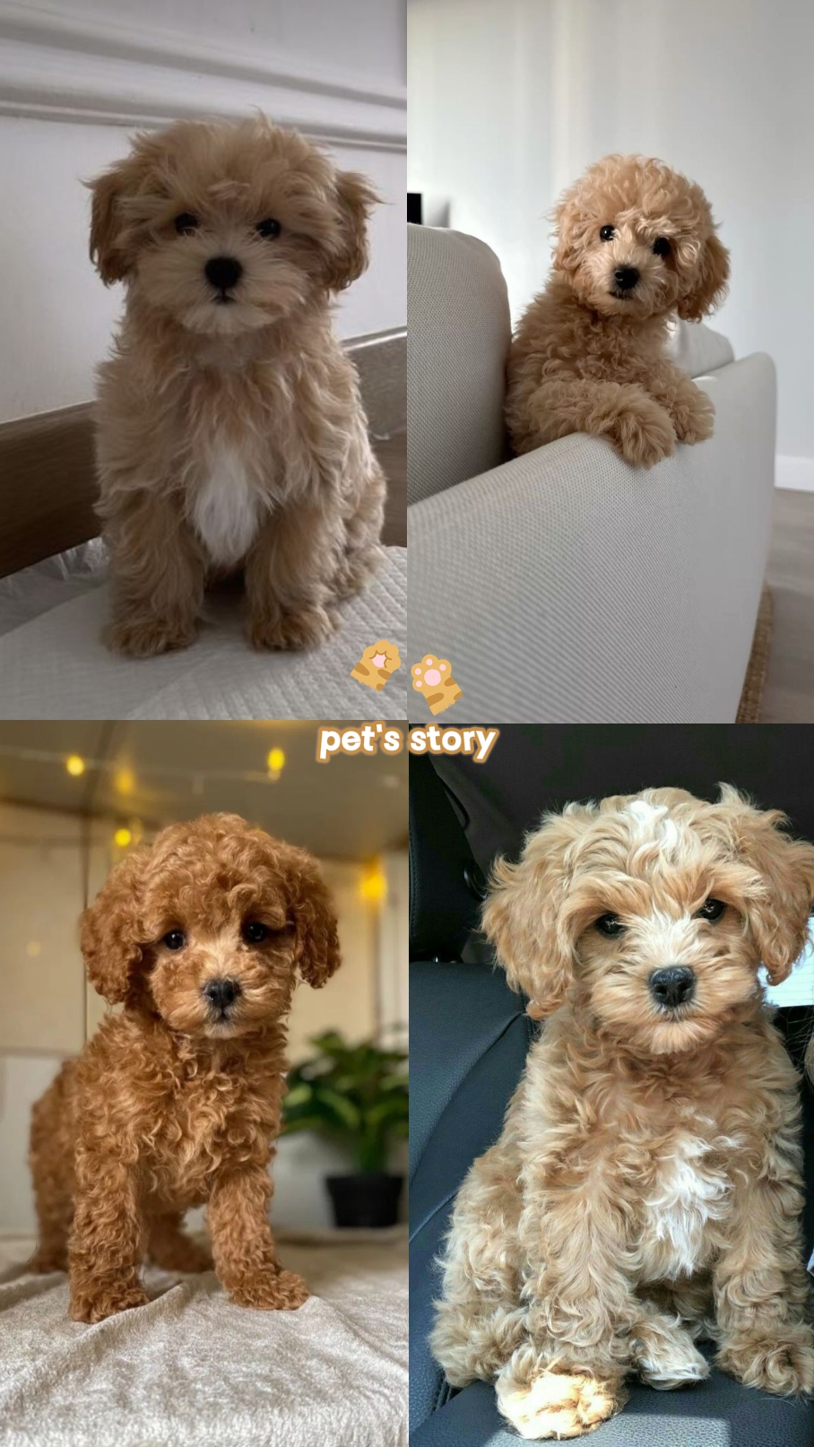 La historia de la mascota