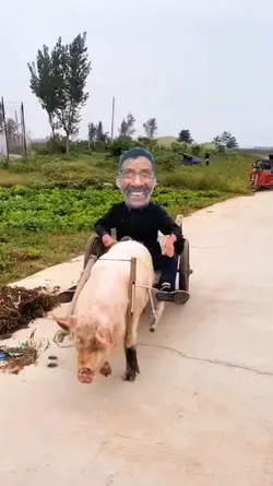 Cưỡi xe heo hài