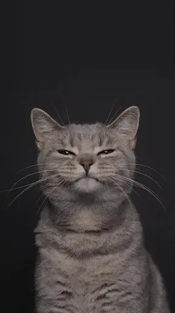 Cocomelon lirik