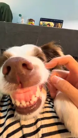 Funny dog template