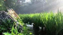 nature