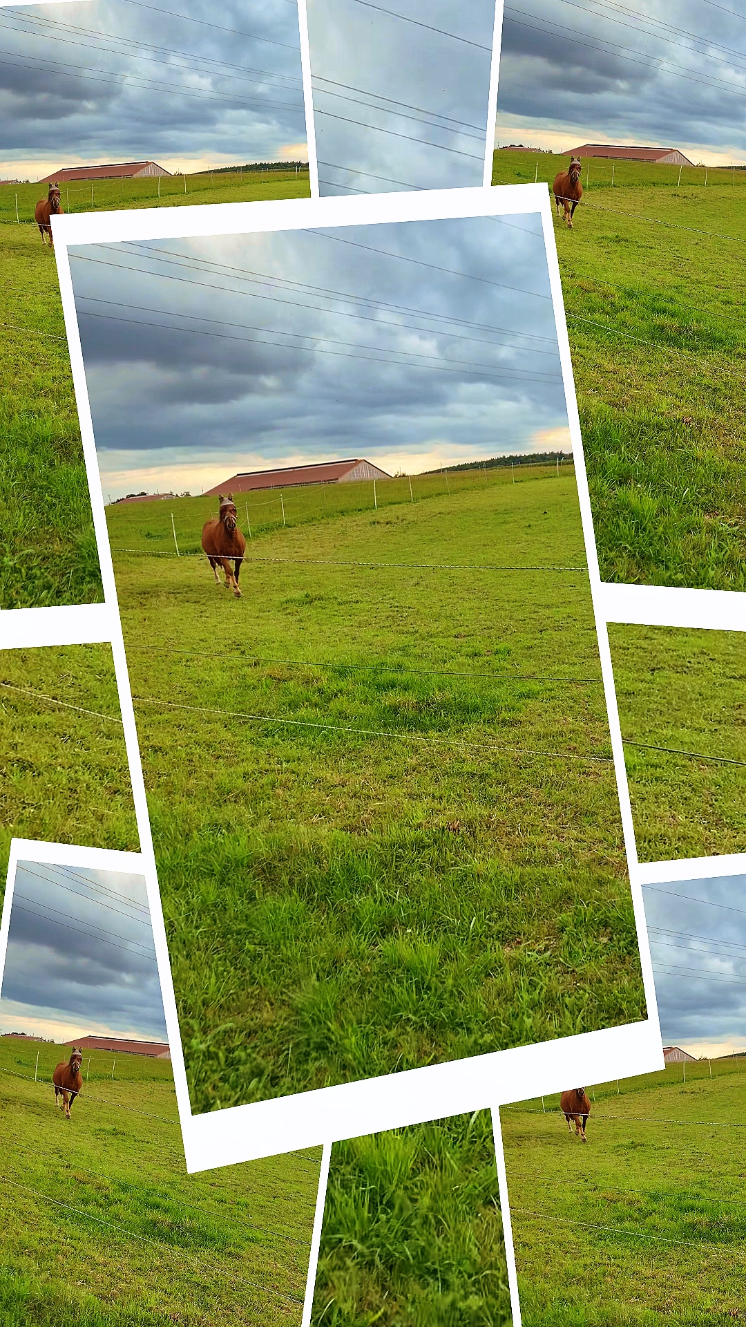 Pferd und Hund