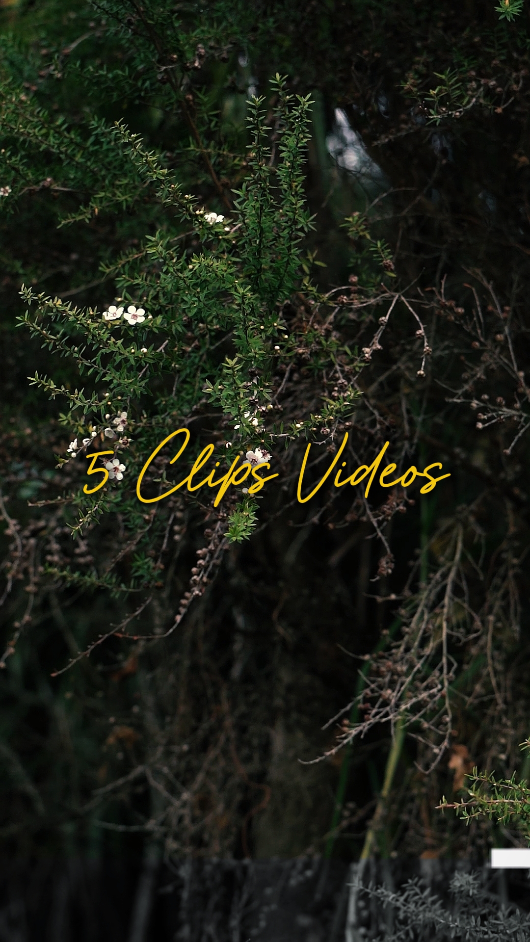 Cinematográfico 5 Vídeos