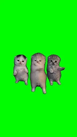 3 cats dancing