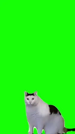 Cat green screen 