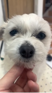 犬動画編集