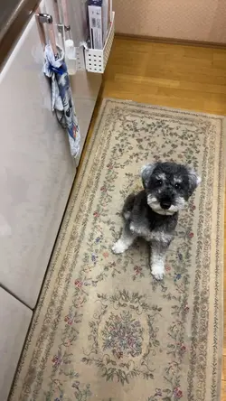 津軽弁の犬