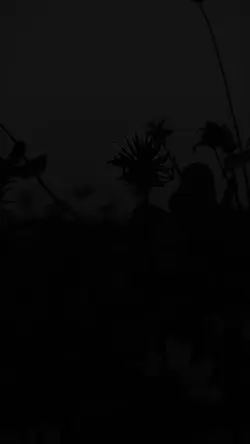 Ayliva - Wie