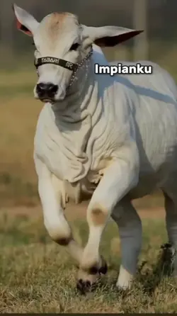 IMPIANKU SAPI