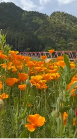 花畑
