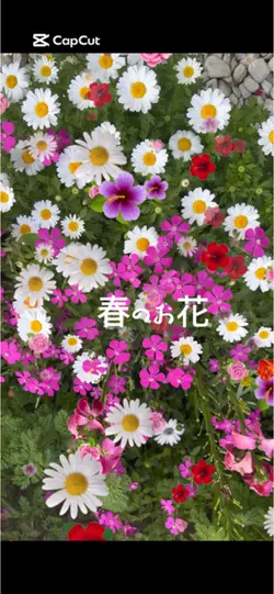 春のお花さん達