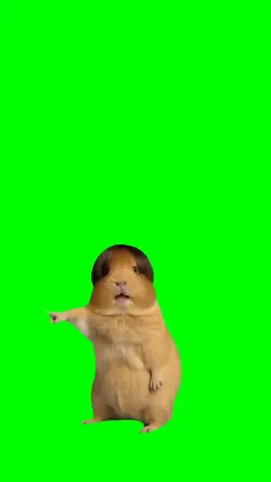 criceto dance trend