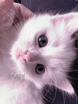 the cat>the babu
