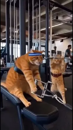 kucing olahraga 