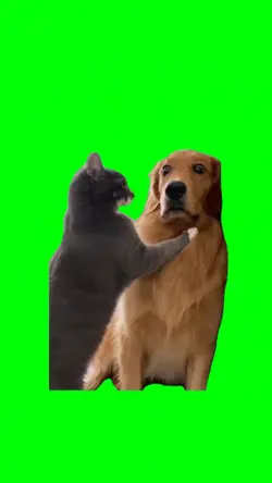 CAT SLAPS DOG