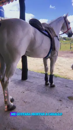 #Caballos