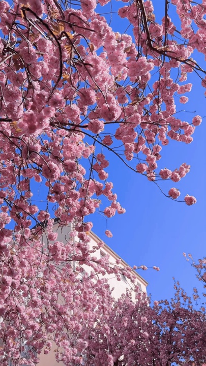 SAKURA 2026