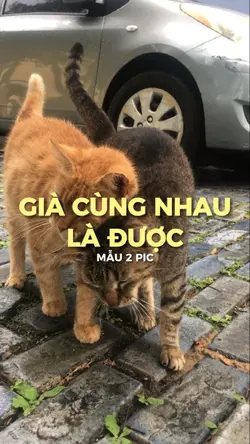 GIÀ CÙNG NHAU LÀ ĐC