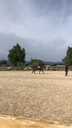 Saut en concours 