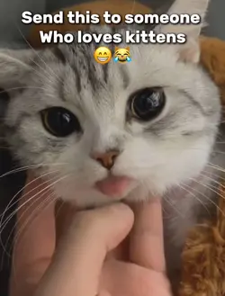 Kitten lovers only