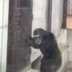 poor gorilla 