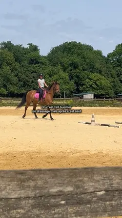 dressage/Saut