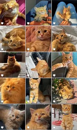 Cute Cats