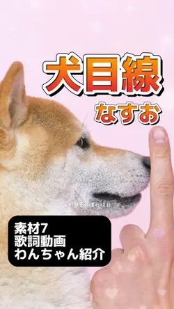 素材7でかわいいワンちゃん動画