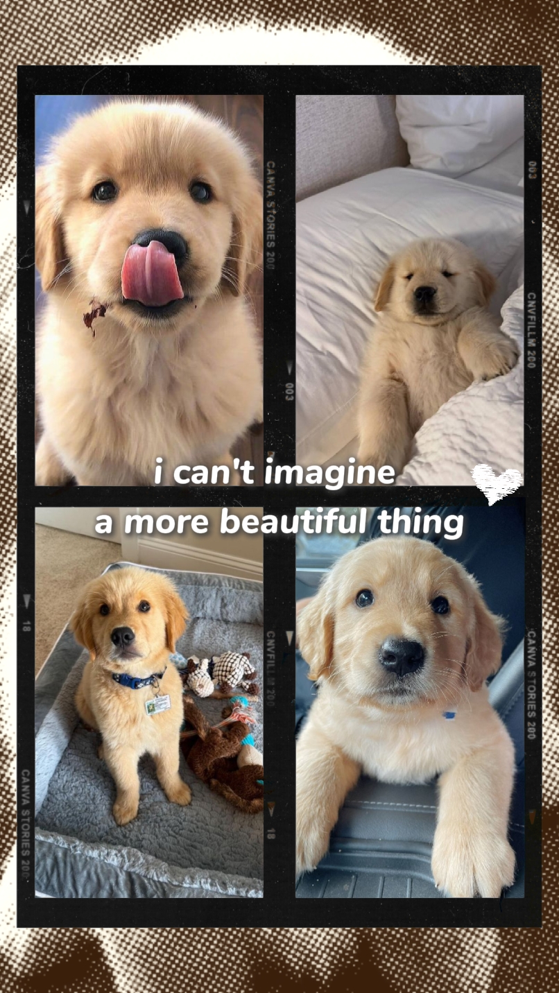 dog lovers