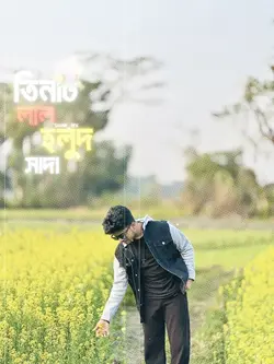 তিনটি গোলাপ লাল হলুদ সাদা