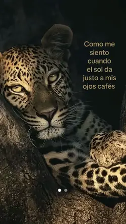Ojos cafés 