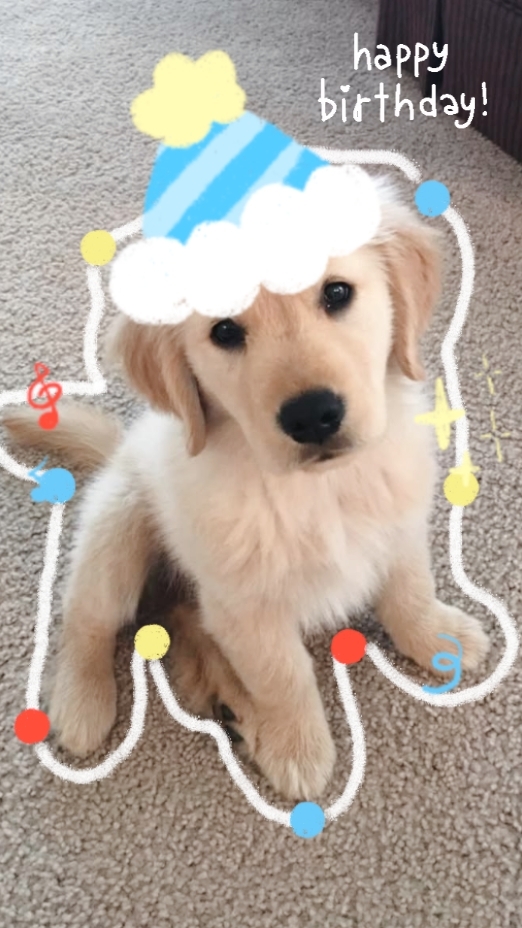 Aniversário de cachorro 
