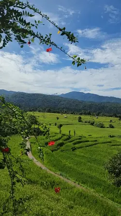 vlog liburan sawah