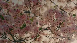 桜の季節