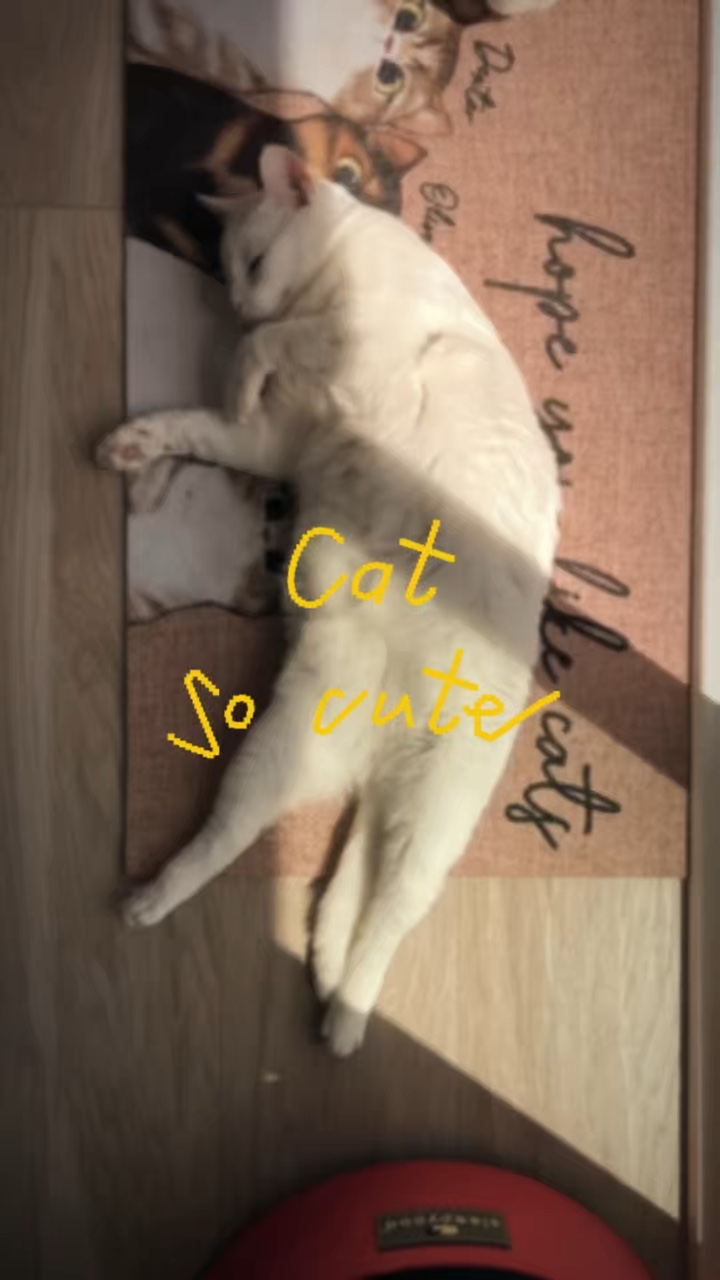 Gato tan lindo 